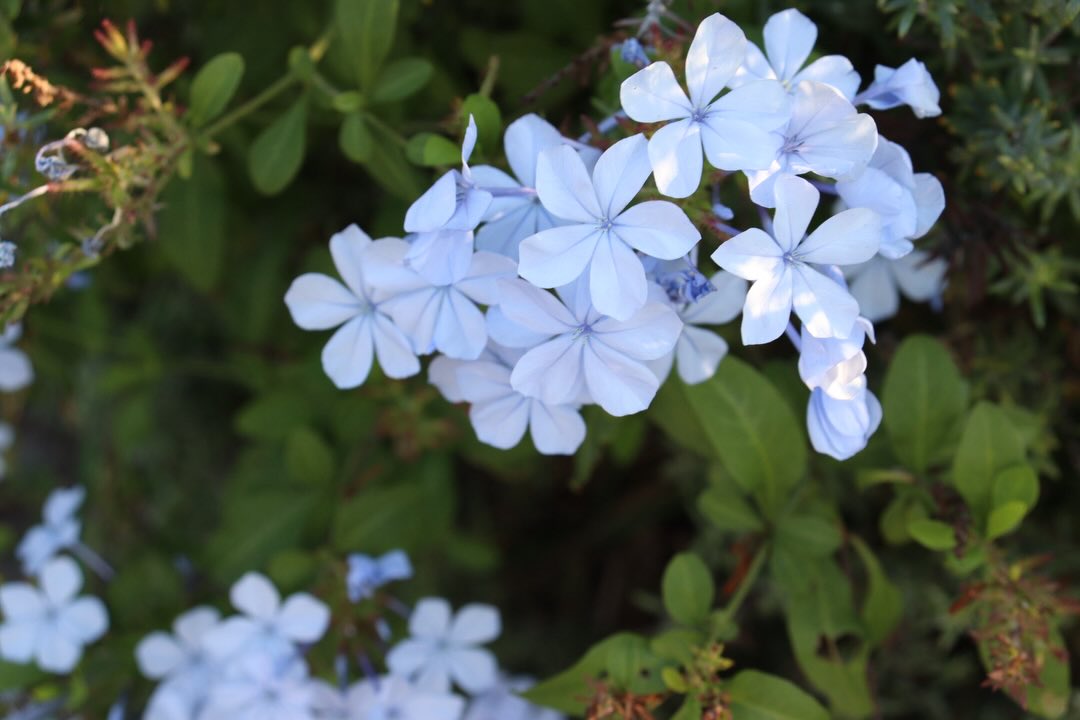 Flower photograph